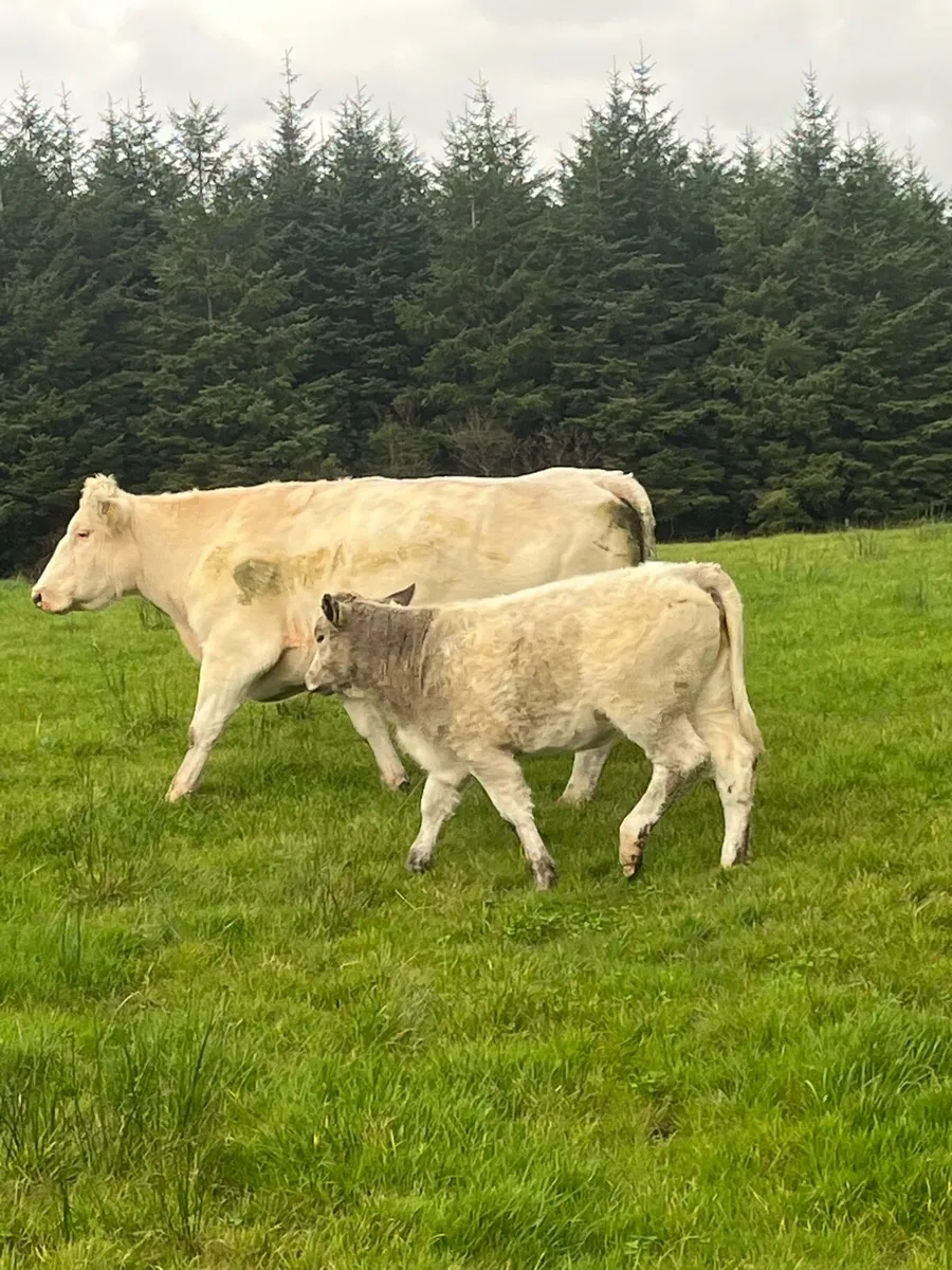 Bbx Cow and chx calf - Image 1