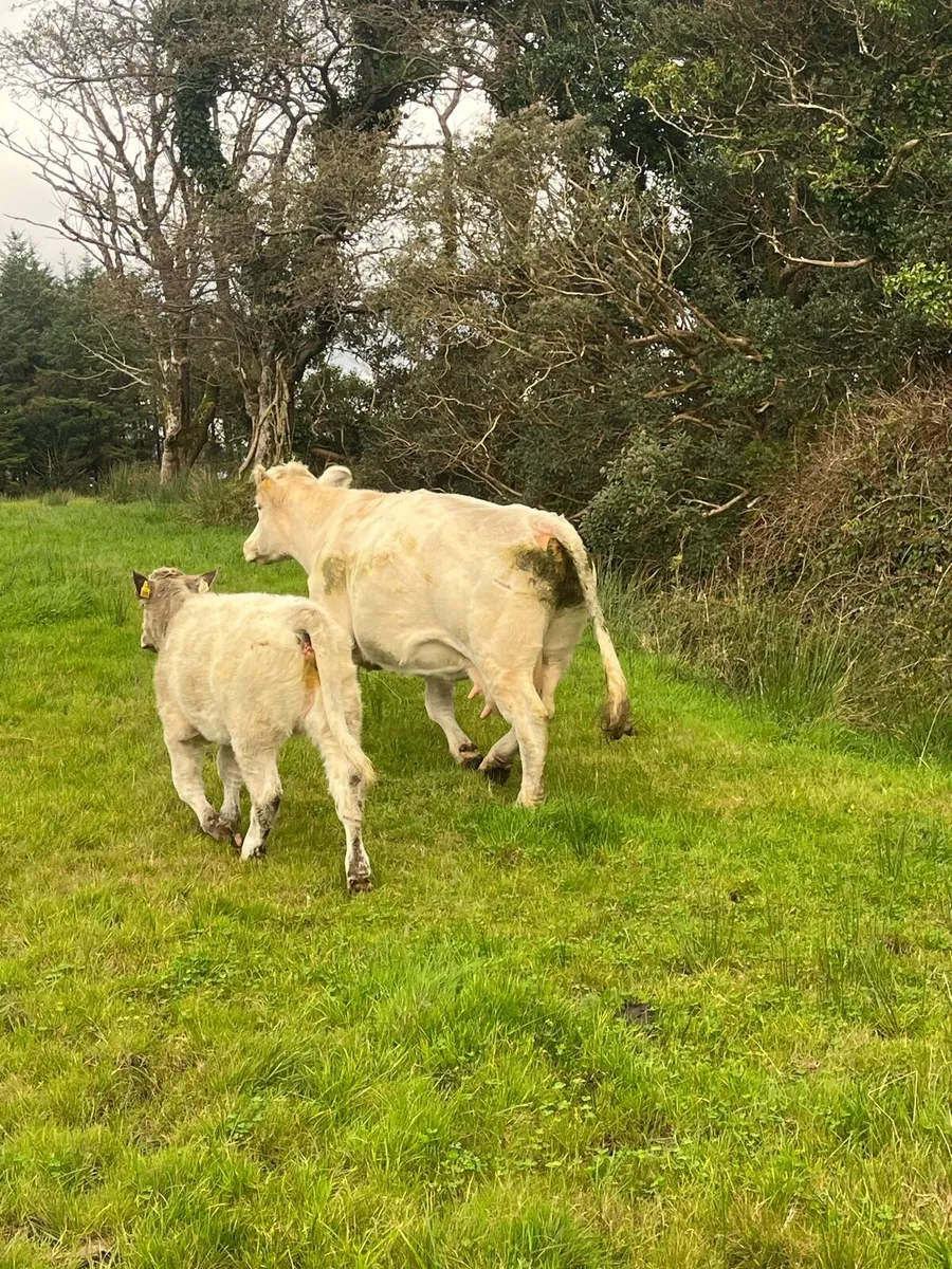 Bbx Cow and chx calf - Image 2