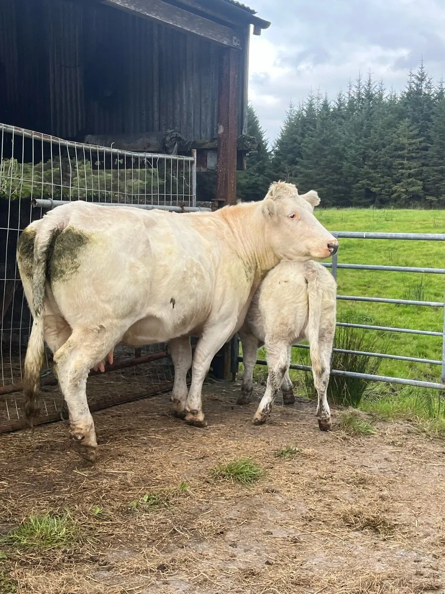 Bbx Cow and chx calf - Image 3
