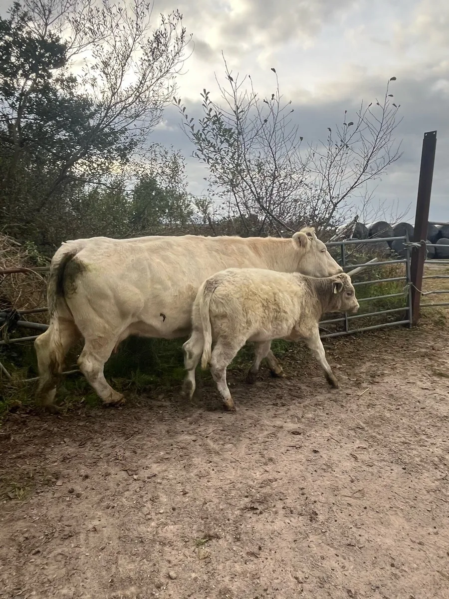 Bbx Cow and chx calf - Image 4