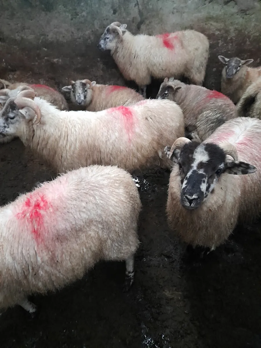 Ram lambs x 30 - Image 3