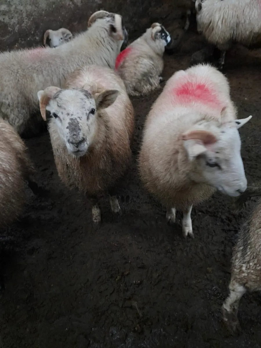 Ram lambs x 30 - Image 4