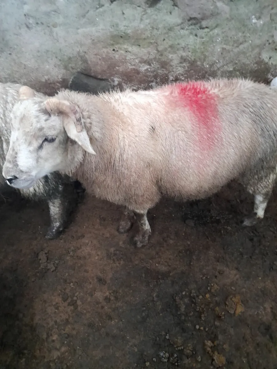 Ram lambs x 30 - Image 4