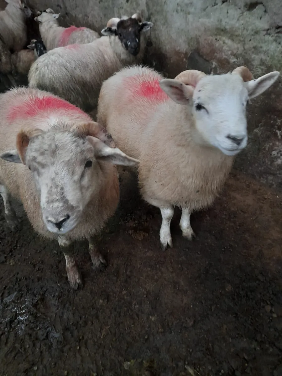 Ram lambs x 30 - Image 1