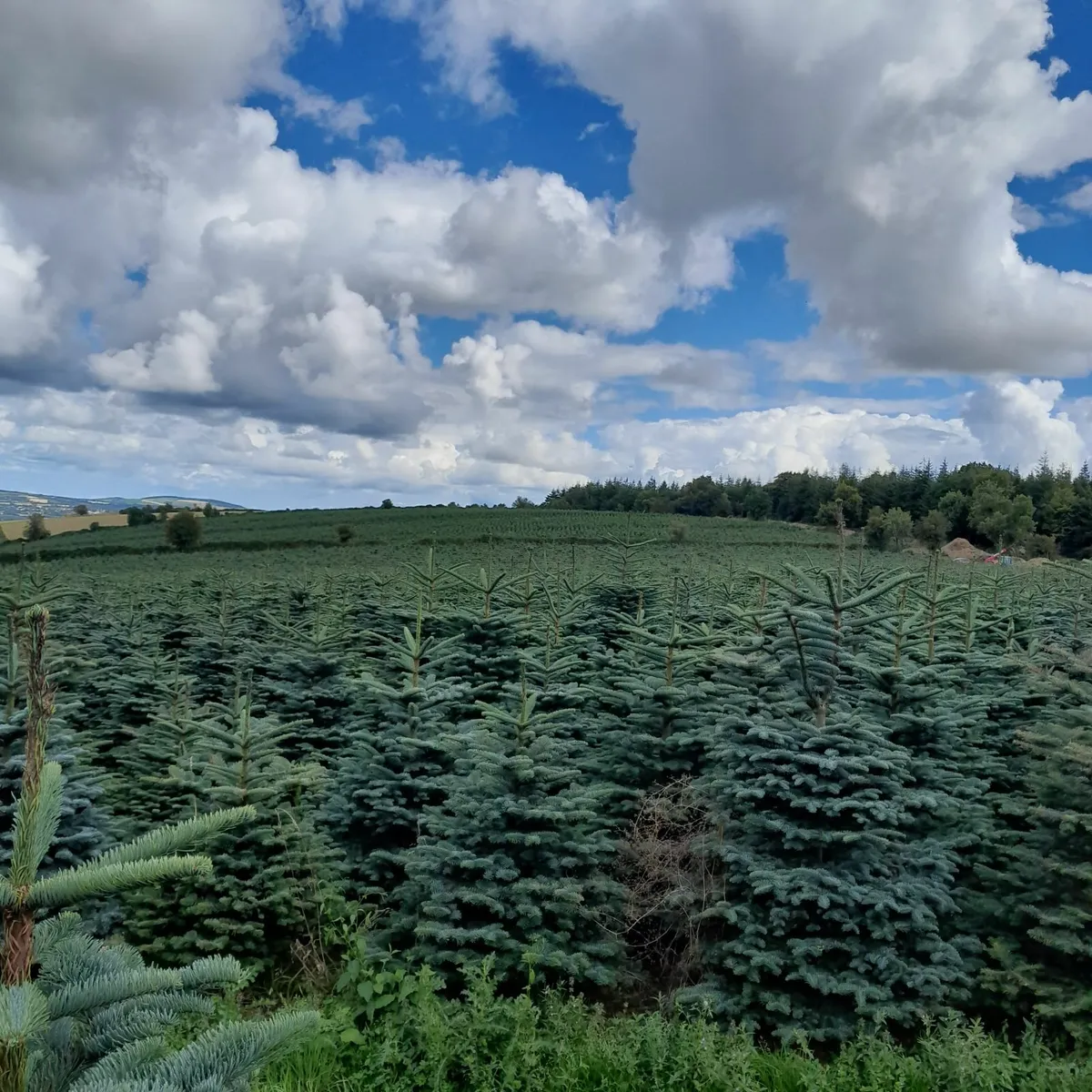 Noble Fir Christmas Tree Foliage