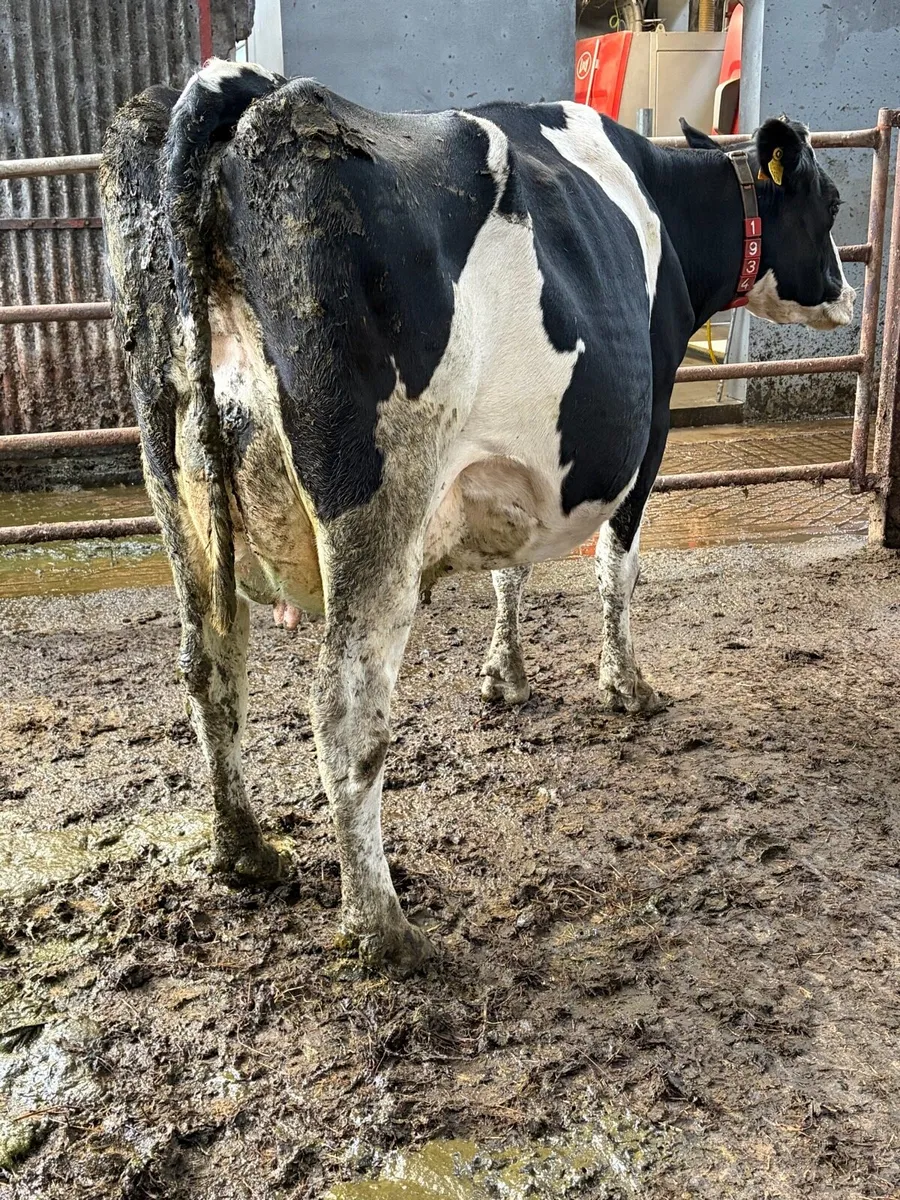 Autumn Calvers - Image 1