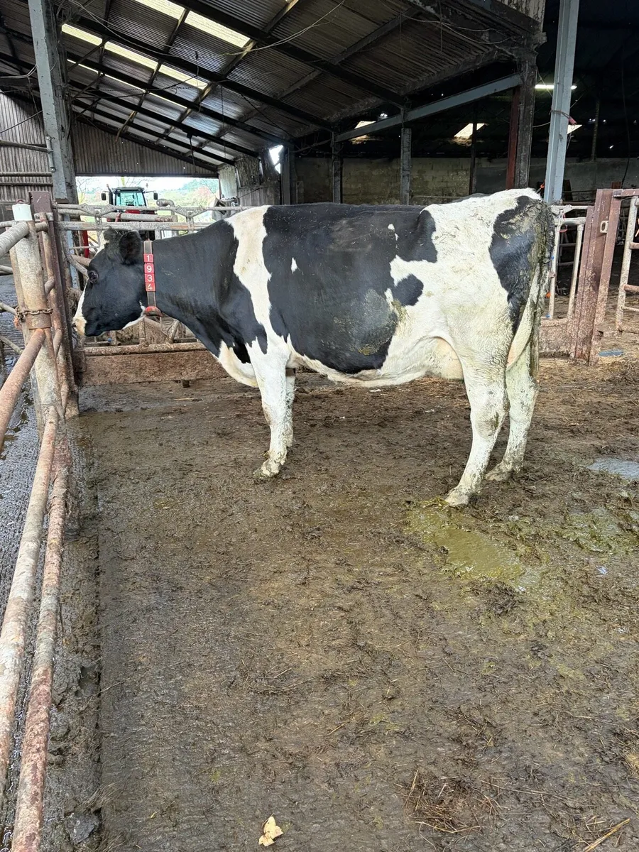 Autumn Calvers - Image 2