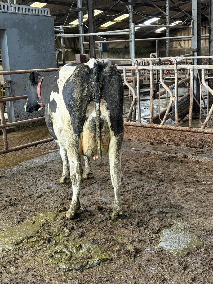 Autumn Calvers - Image 3