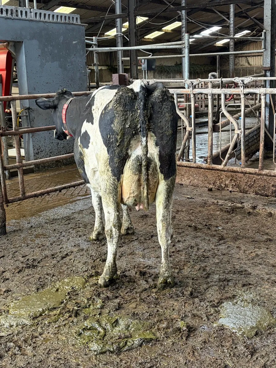 Autumn Calvers - Image 4