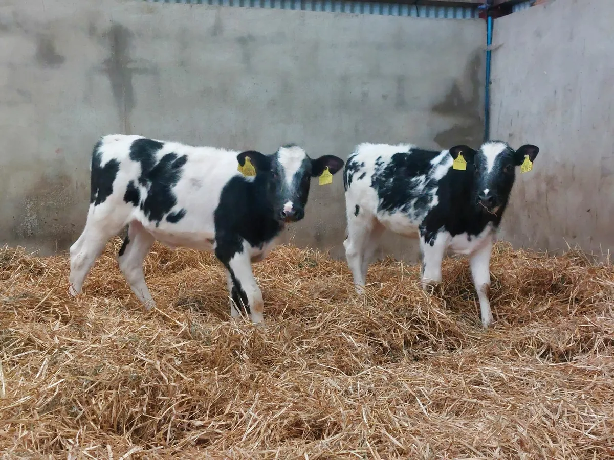 Calves - Image 2