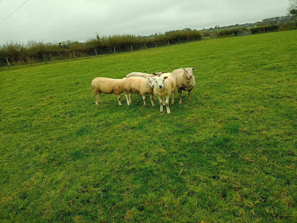 Texel and Charollais ram lambs. - Image 1