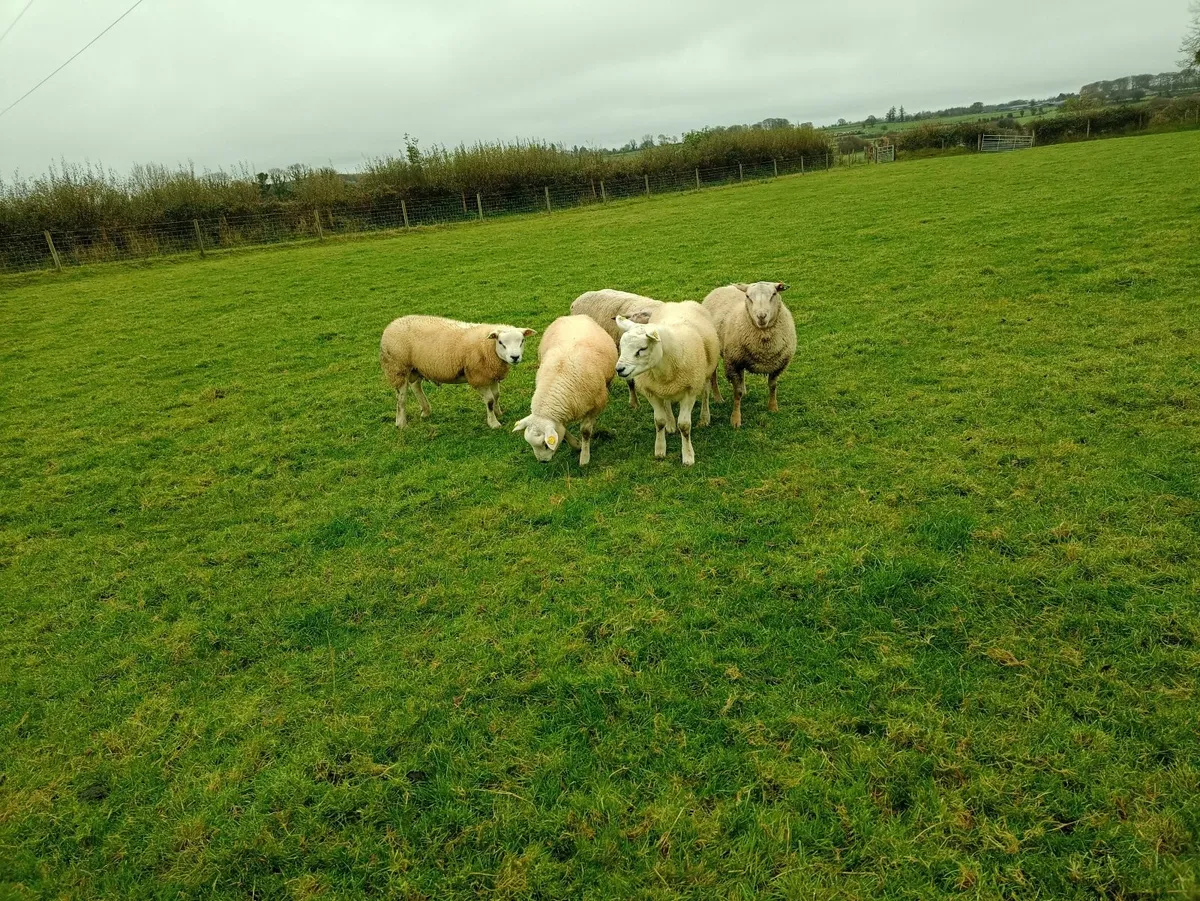 Texel and Charollais ram lambs. - Image 2