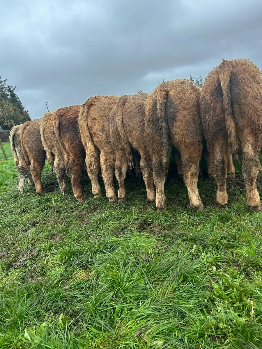 Super ch bulls - Image 1