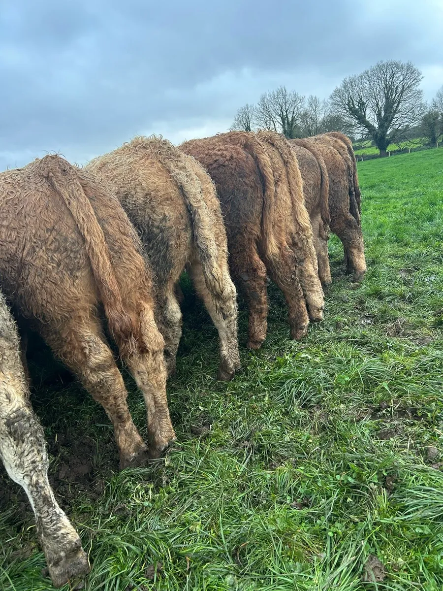 Super ch bulls - Image 2