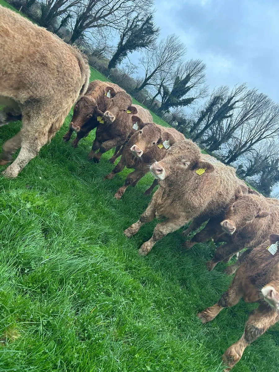 Super ch bulls - Image 4