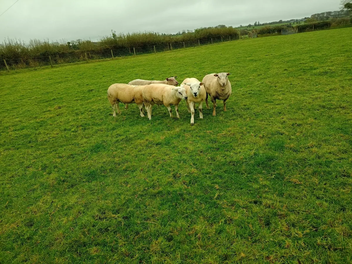 Texel and Charollais ram lambs. - Image 3