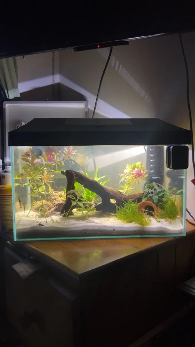 25L fish tank - Image 1