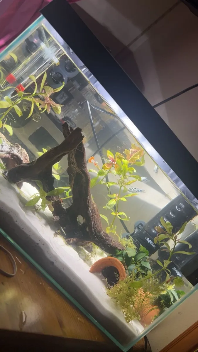 25L fish tank - Image 2