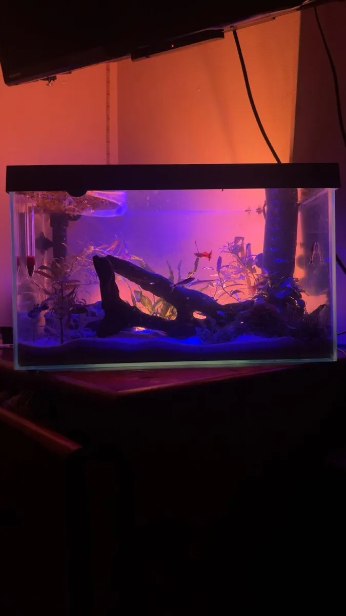25L fish tank - Image 3