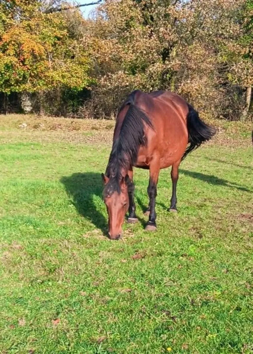 6yo bay mare infoal