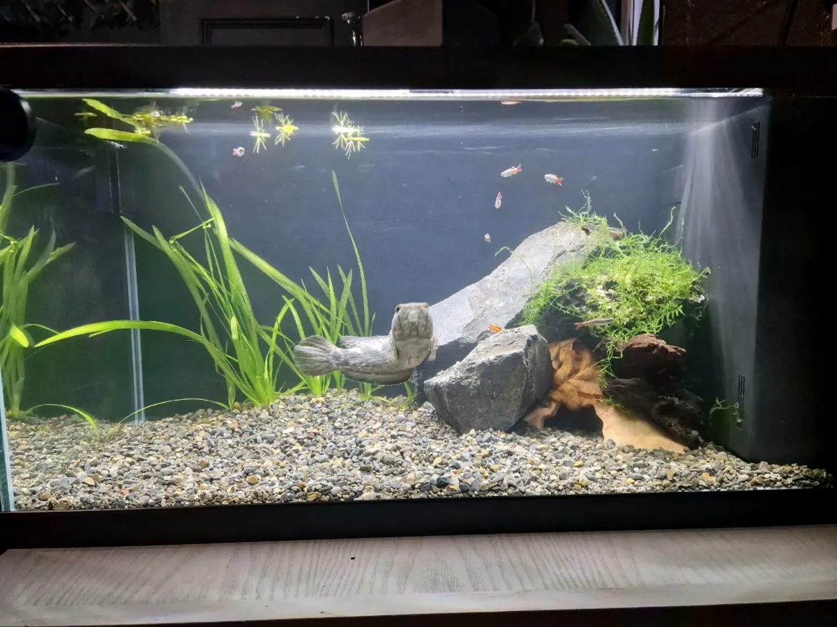 Channa set up 58l - Image 2