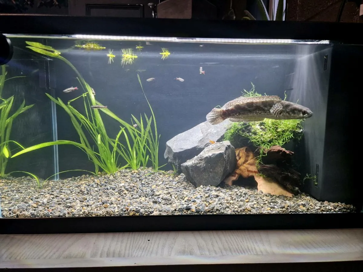 Channa set up 58l - Image 1