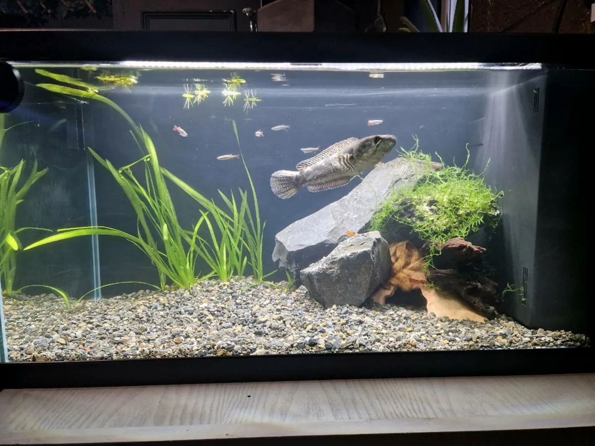 Channa set up 58l - Image 4