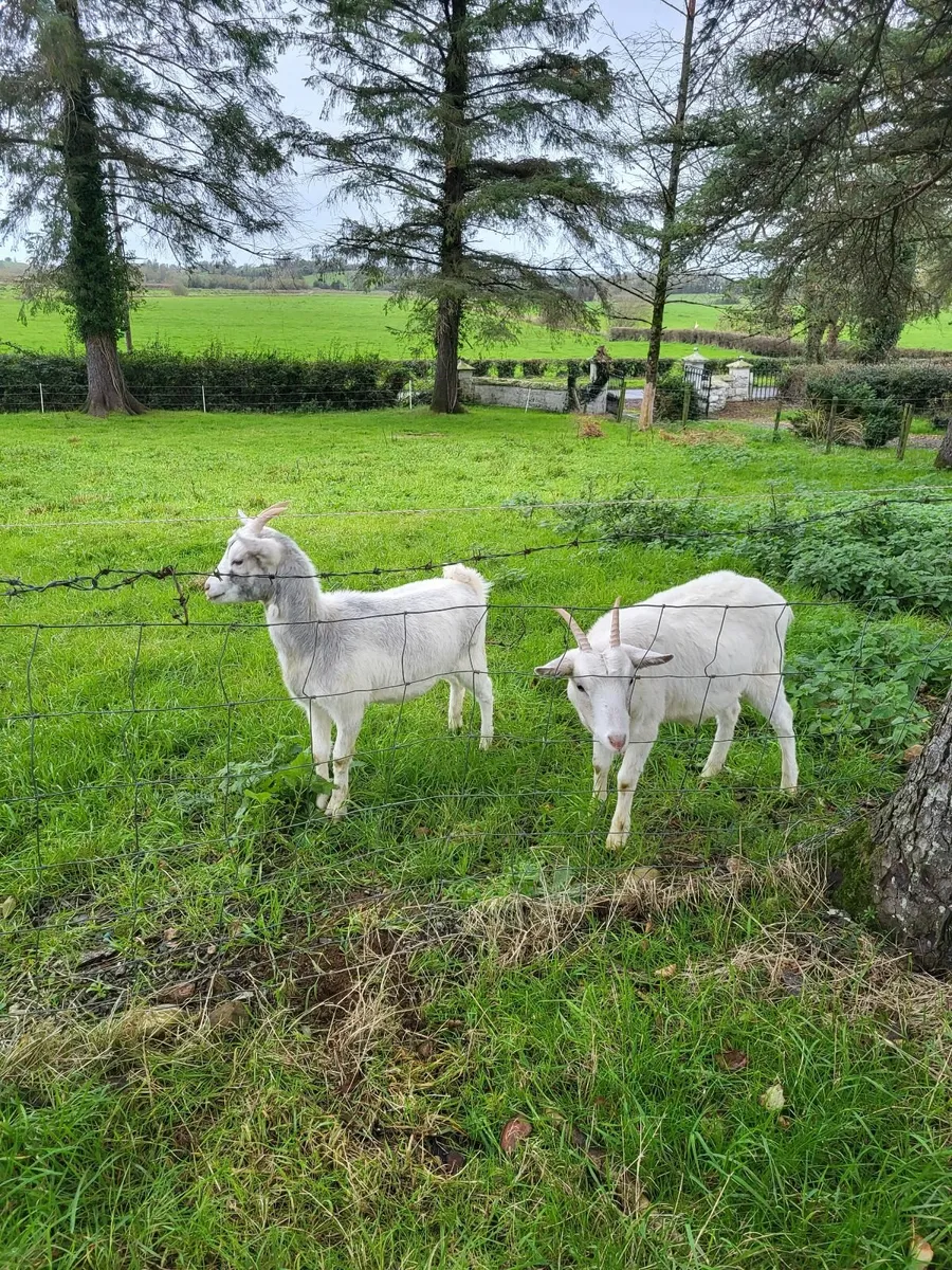 Goats