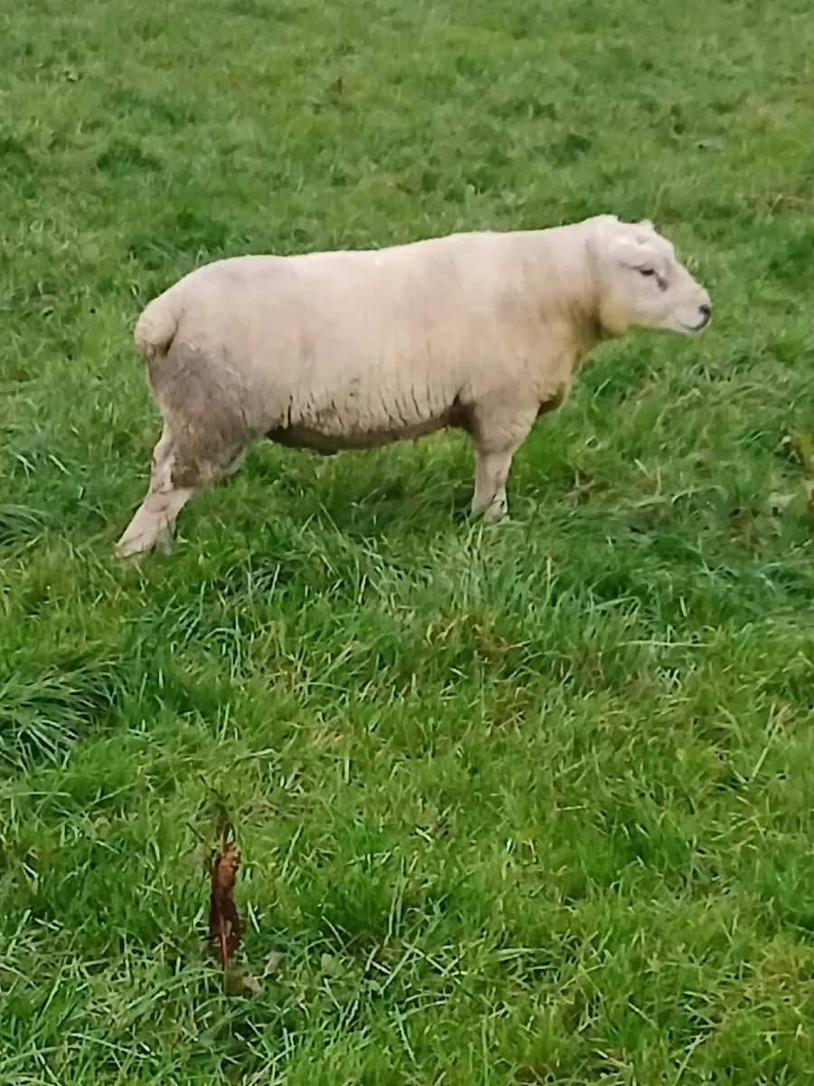 Ram Texel X Dorset - Image 2
