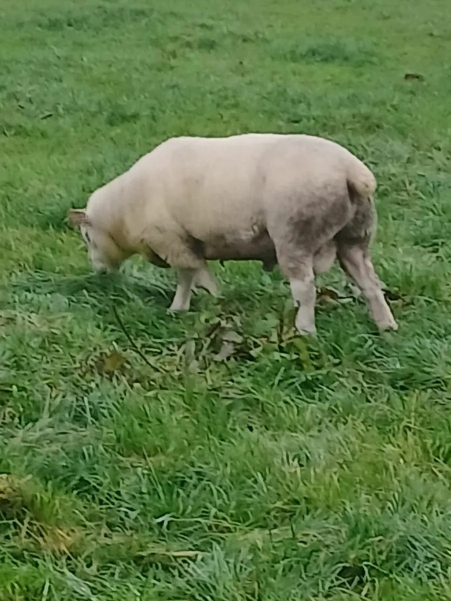 Ram Texel X Dorset - Image 3