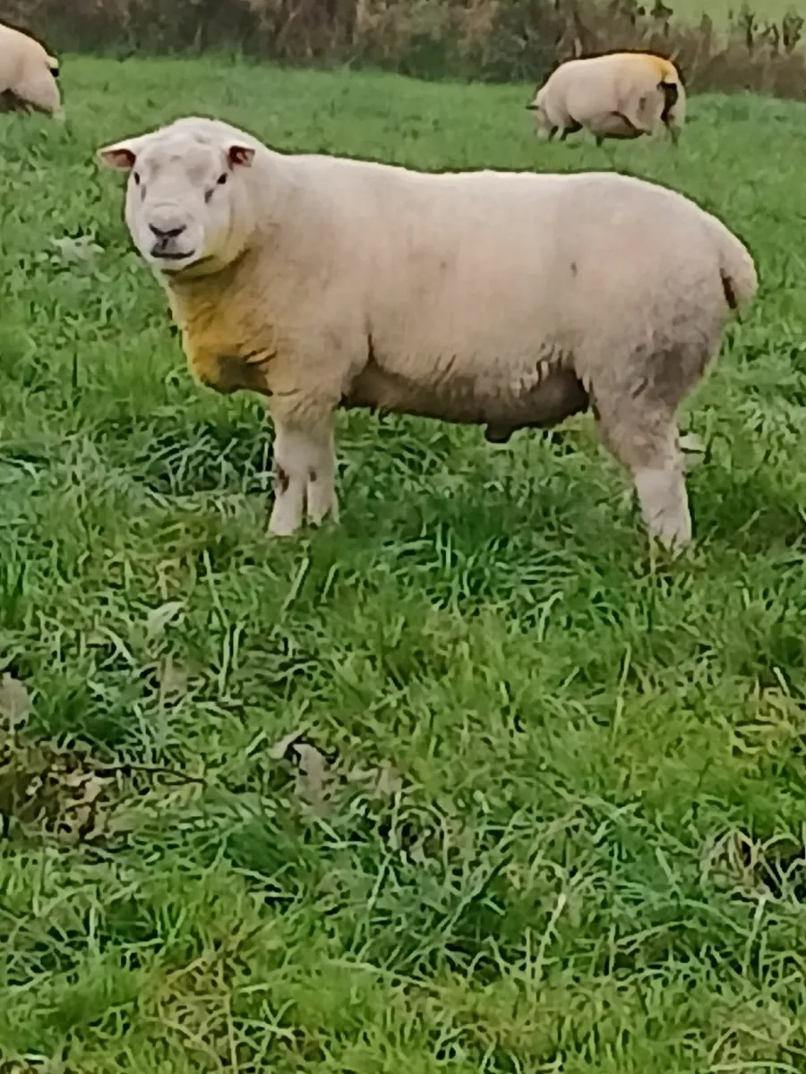 Ram Texel X Dorset - Image 4