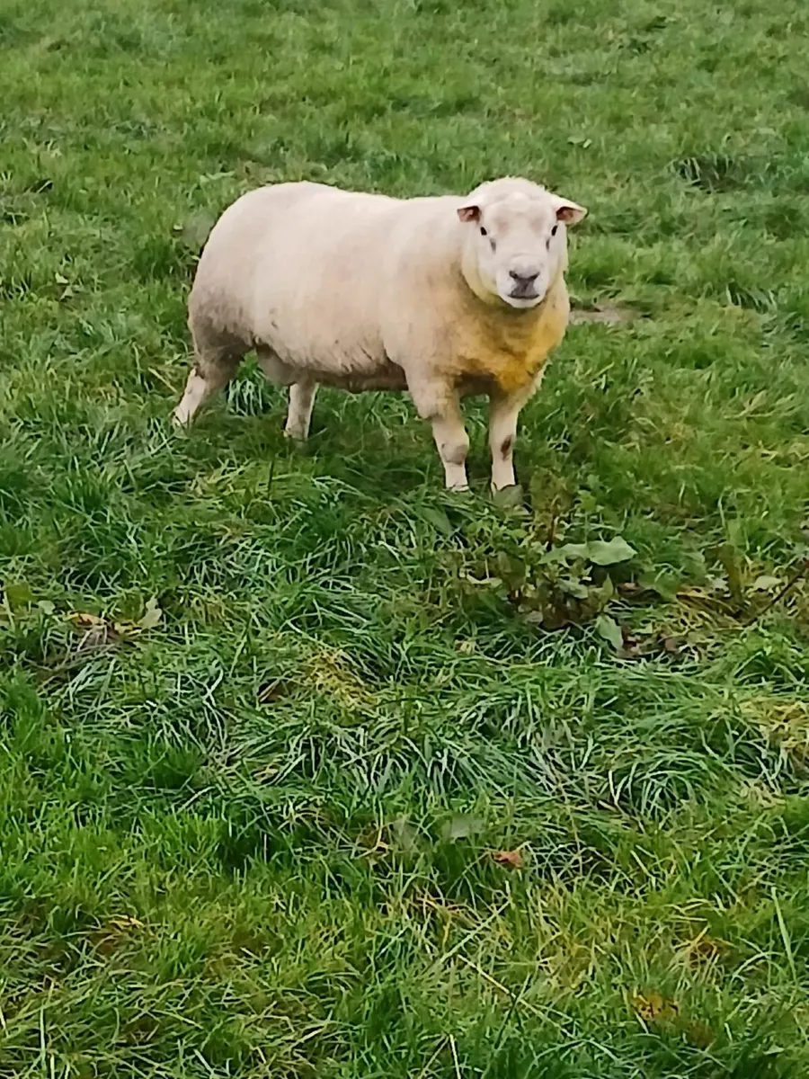 Ram Texel X Dorset - Image 1