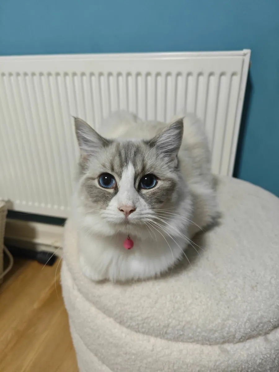 Ragdoll Cat - Image 1