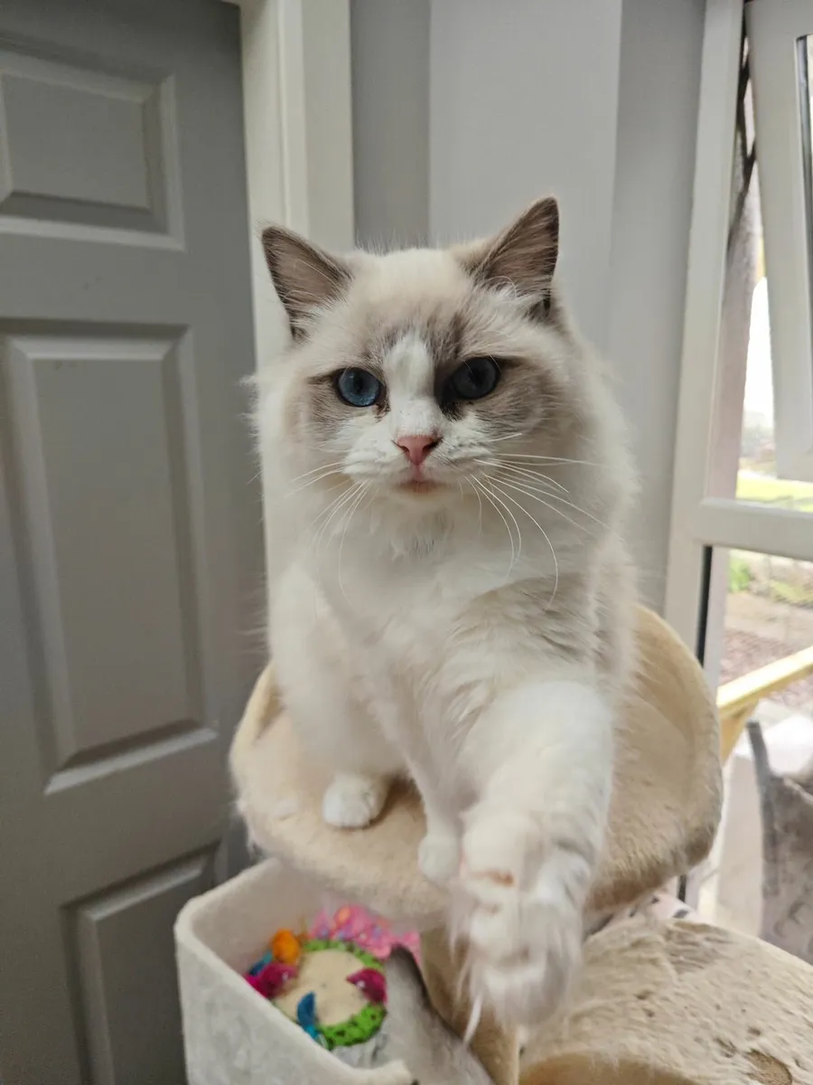 Ragdoll Cat - Image 2