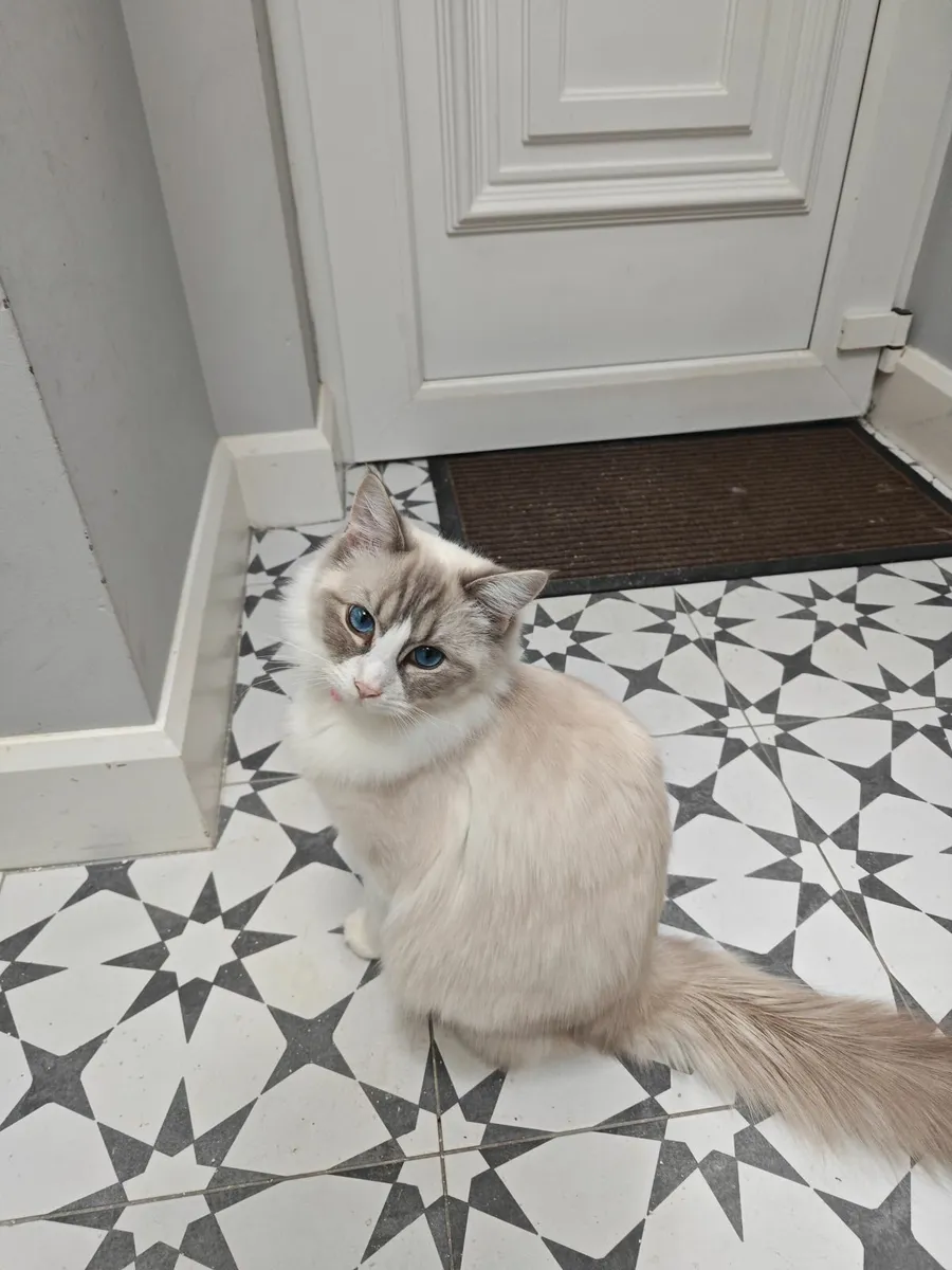Ragdoll Cat - Image 3