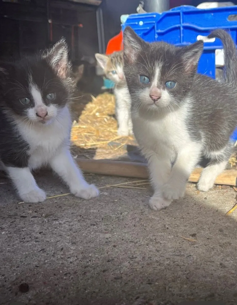 Kittens - Image 1