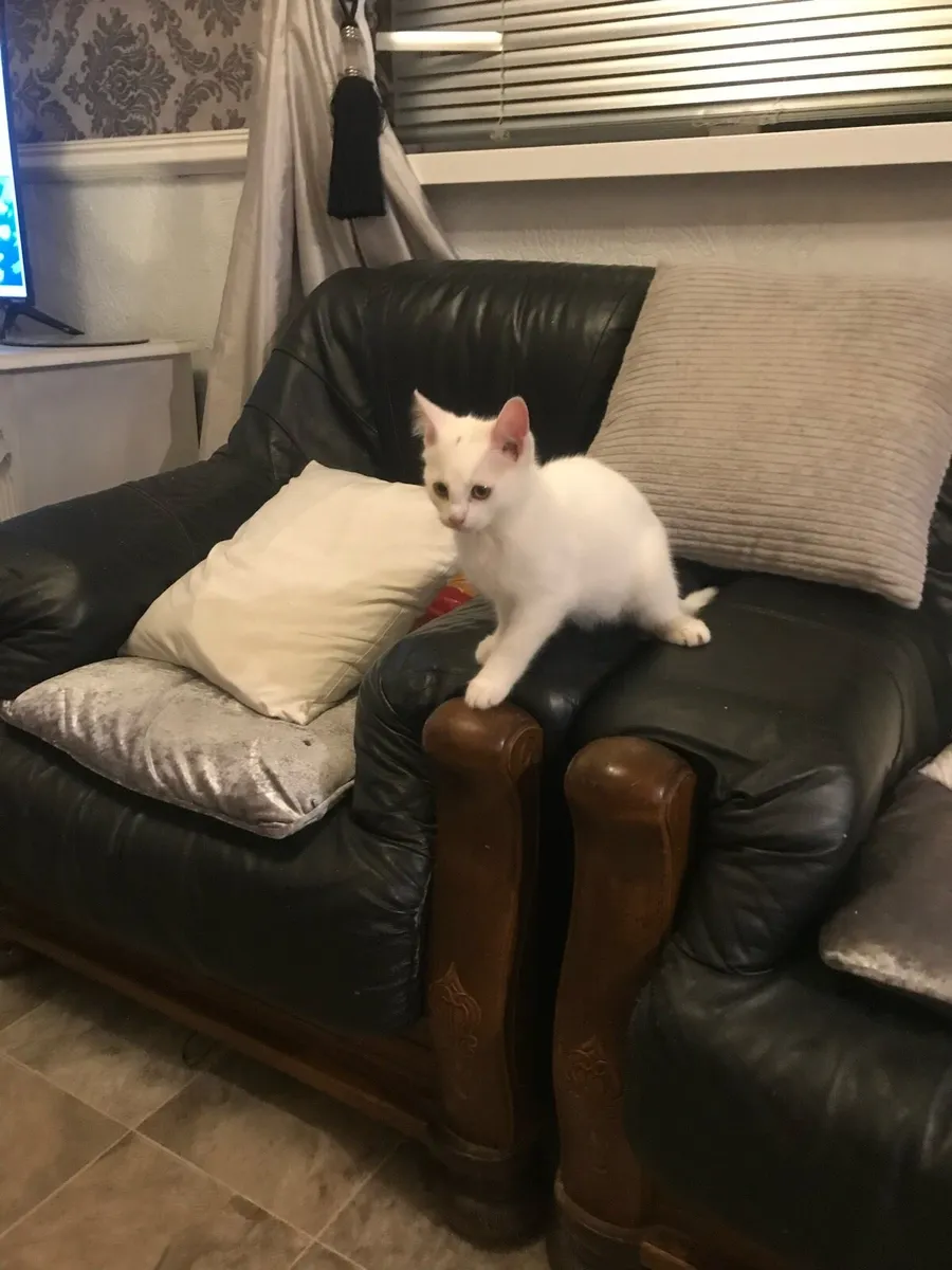 Kitten - Image 1