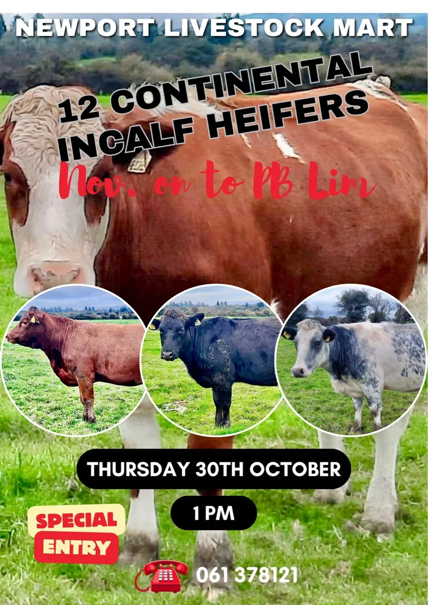12 Incalf Continental Suckler Heifers