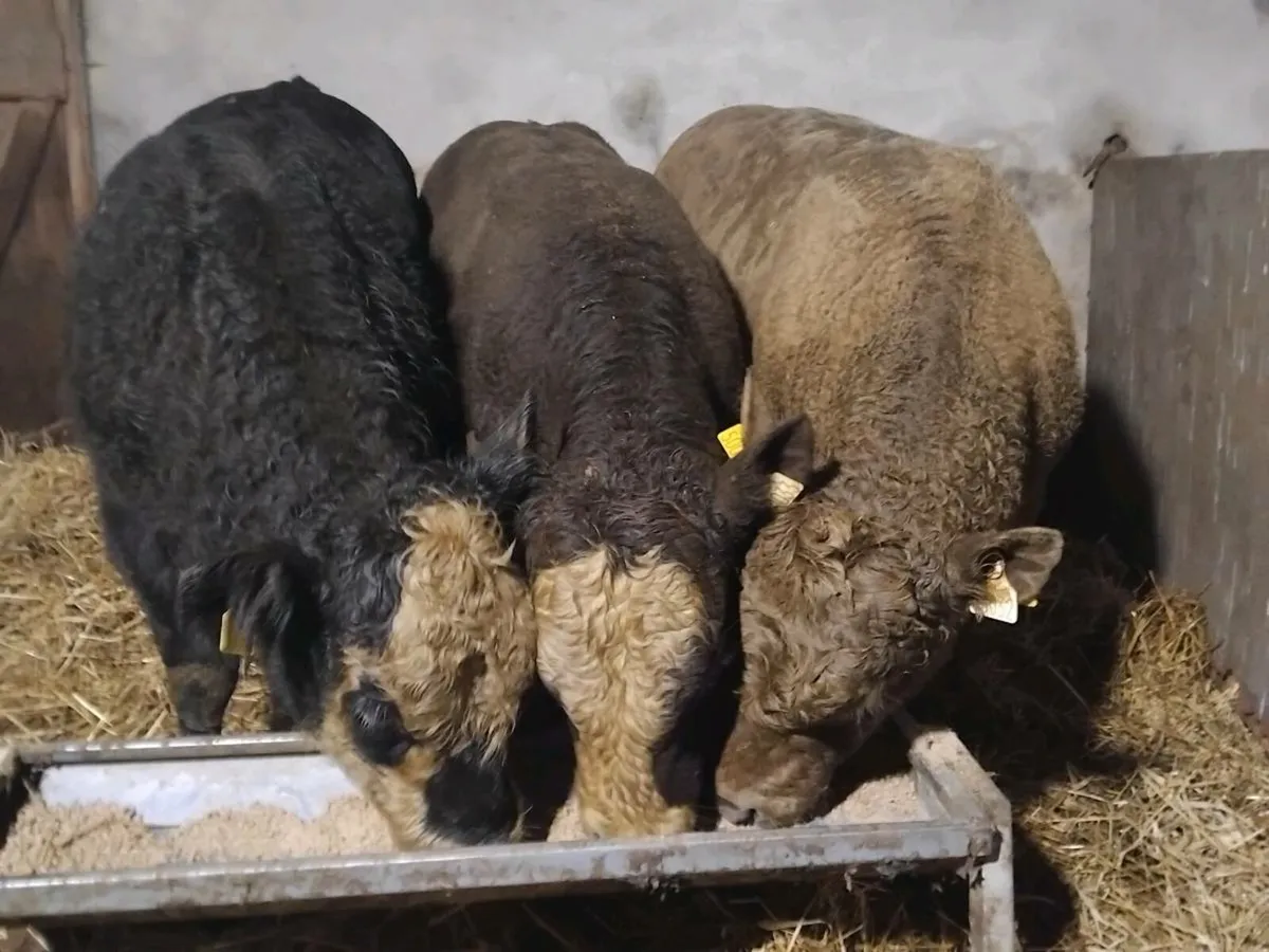 3 Suckler Bred Angus Bullocks - Image 1