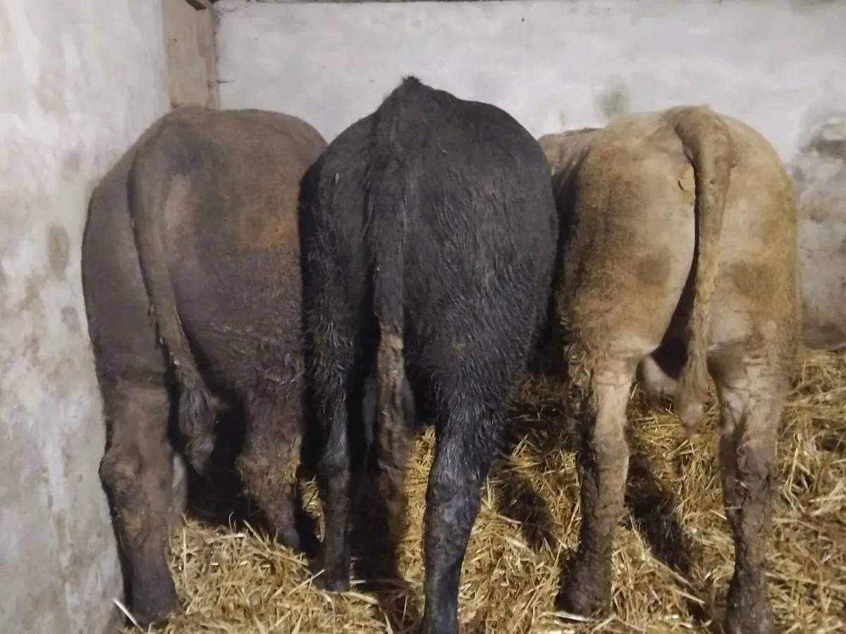 3 Suckler Bred Angus Bullocks - Image 2