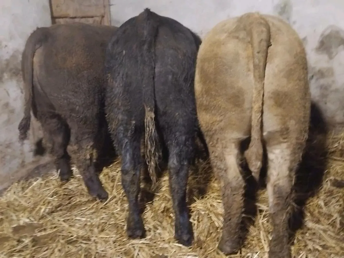 3 Suckler Bred Angus Bullocks - Image 3