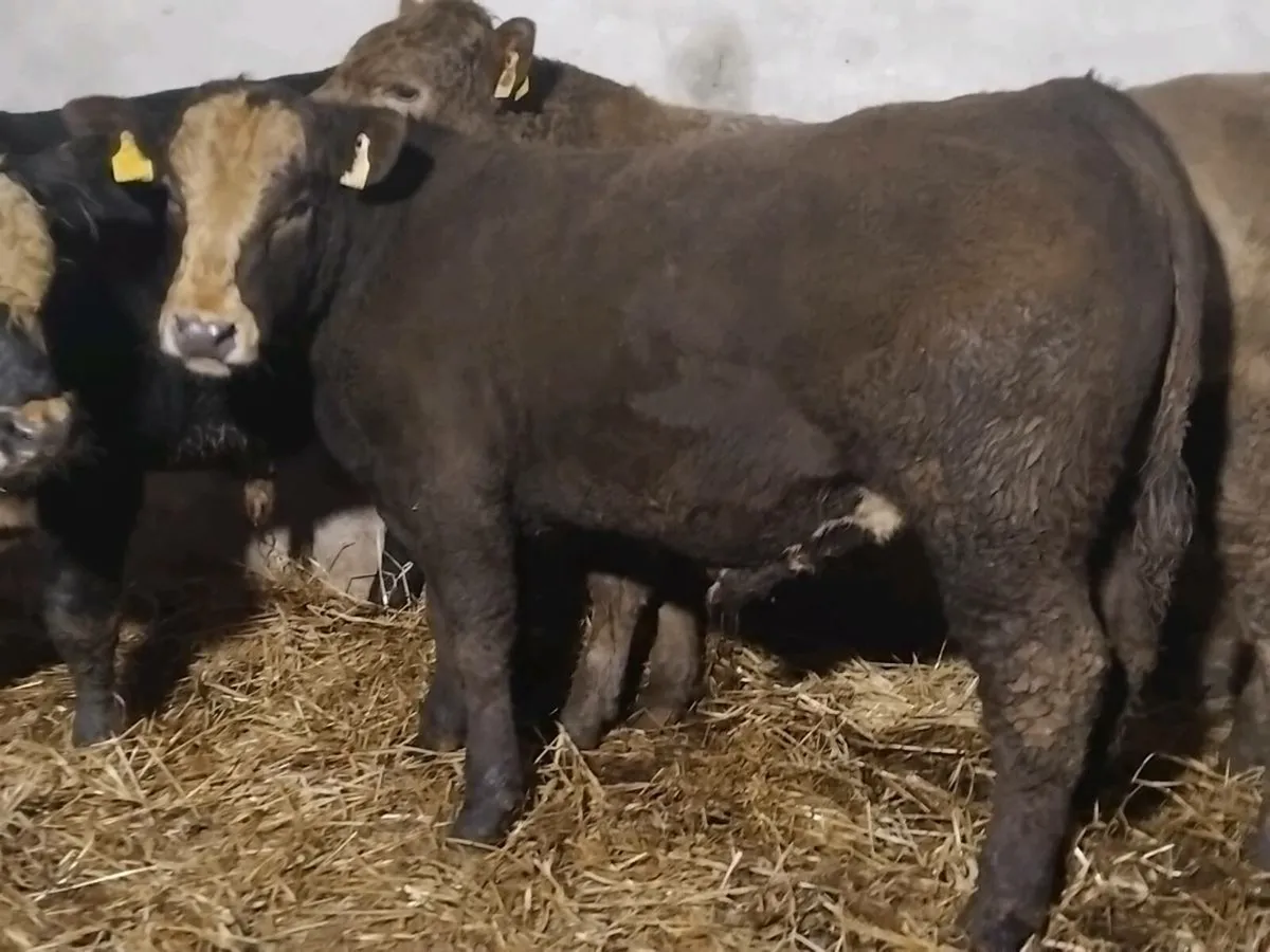 3 Suckler Bred Angus Bullocks - Image 4