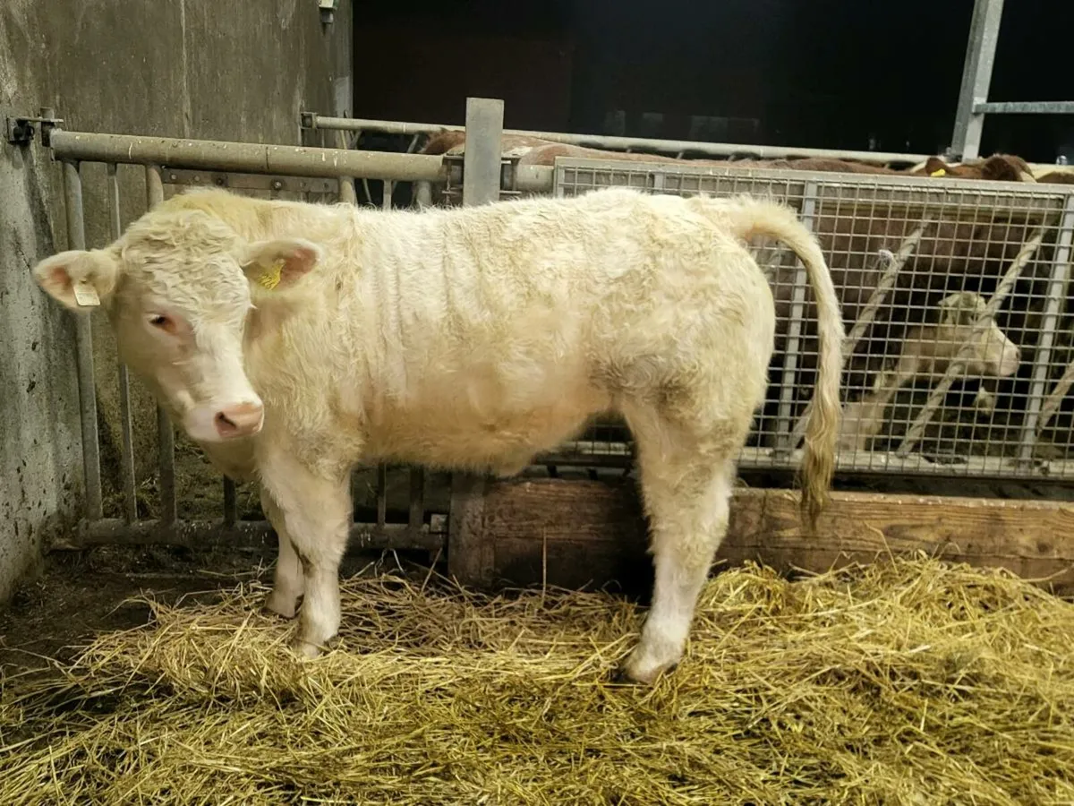 ***** PBD CH Heifer***** - Image 3