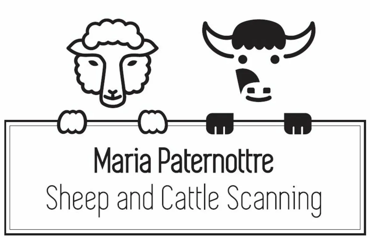Sheep Cattle Scanning Services in the Midlands