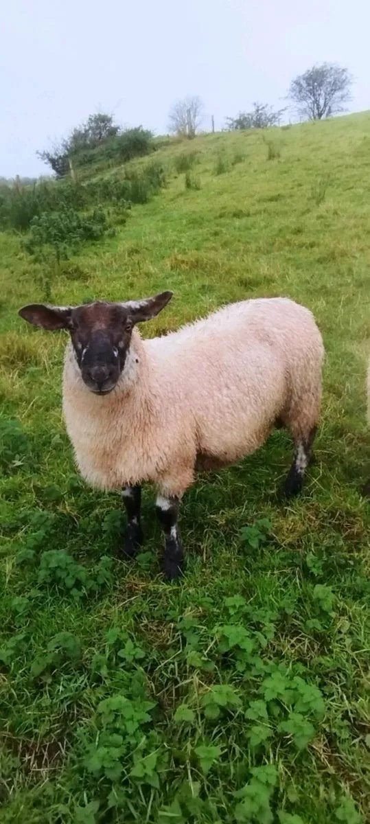 Suftex Ram Lamb - Image 3