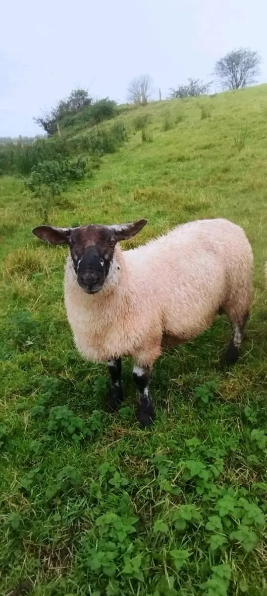 Suftex Ram Lamb - Image 1