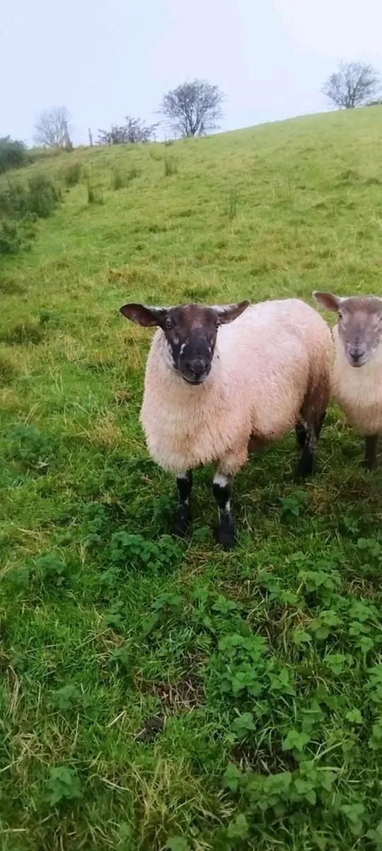 Suftex Ram Lamb - Image 4