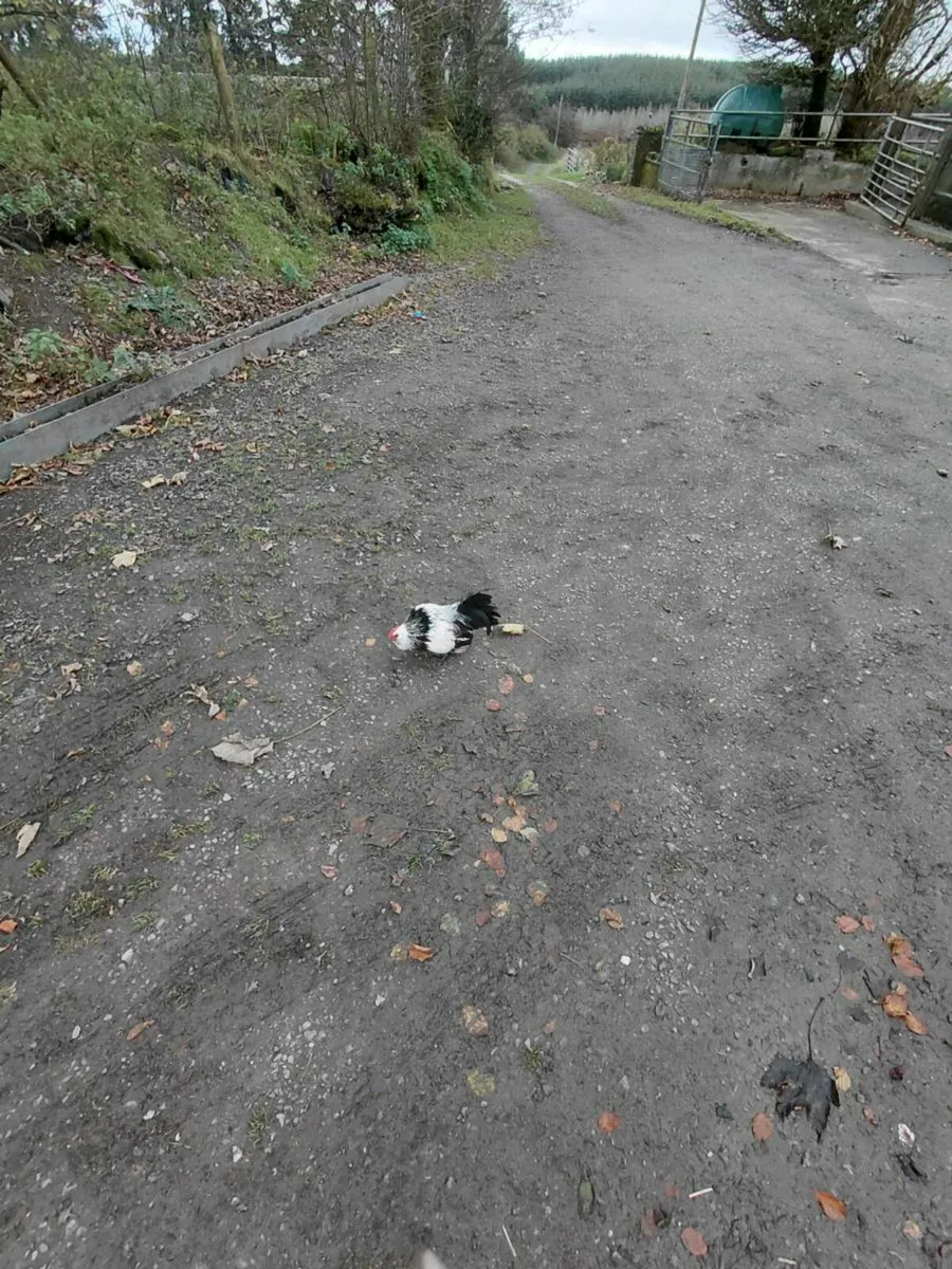 2 bantam rooster and geese for sale