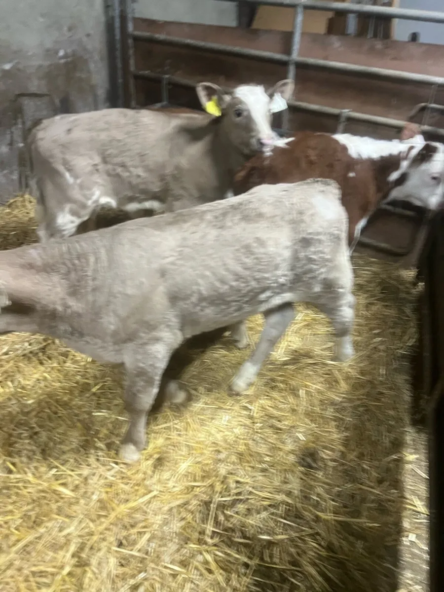 Char bull calfs for sat - Image 1