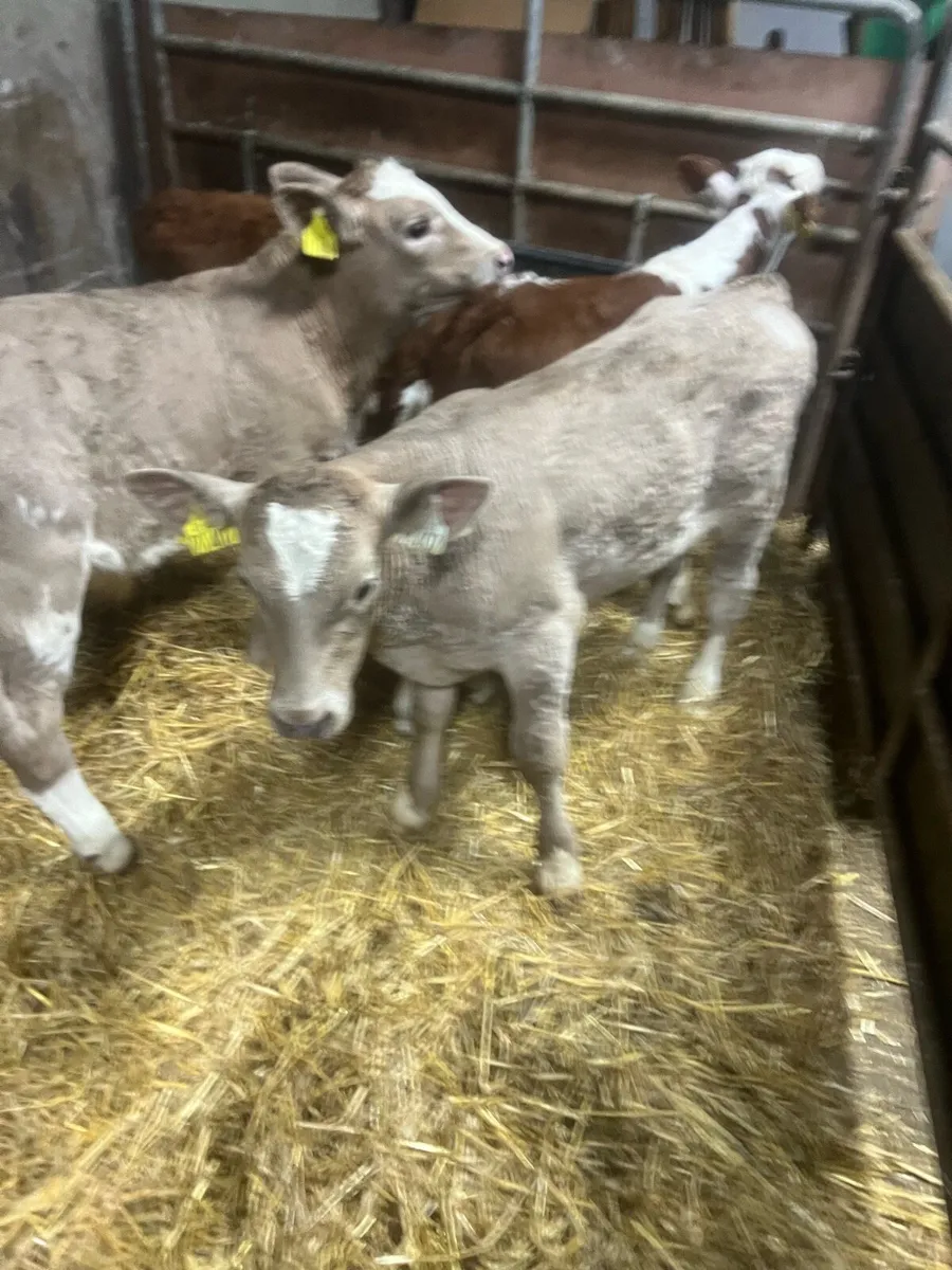Char bull calfs for sat - Image 2